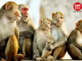 Hapur Monkey Killing
