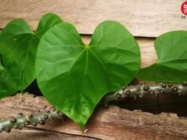 Benefits Of Giloy