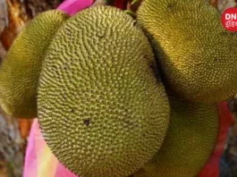 benefits of eating jackfruit