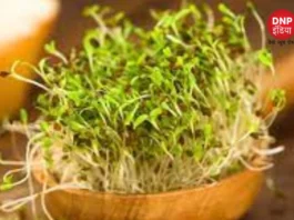disadvantage of eating sprouts