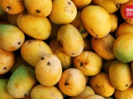 mango double golgappe