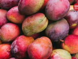 varieties of mango