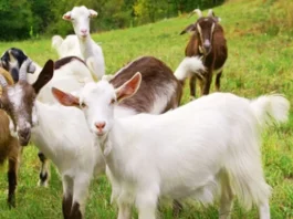 Bakrid 2023