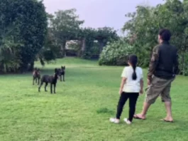 Cricket Viral Video