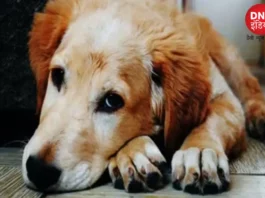 Dog meat