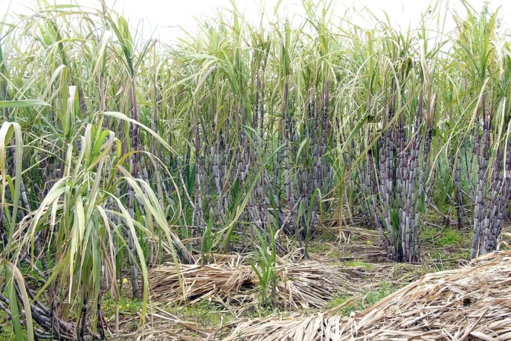 Sugarcane price hike
