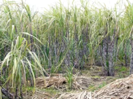 Sugarcane price hike