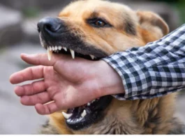 Dog Bites Human