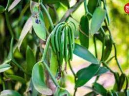 vanilla plant