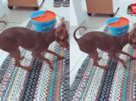viral video