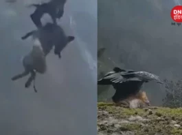 viral video