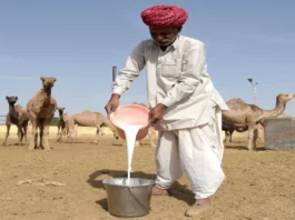 Camel milk