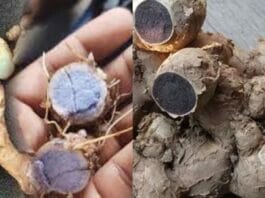 Benefits Of Black Turmeric