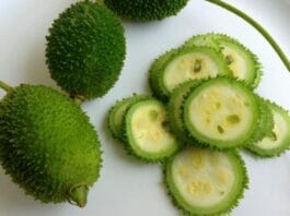 Kantola