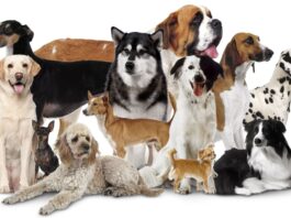Mumbai Dogs