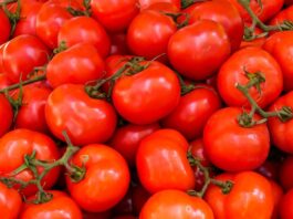 TOMATO PRICE