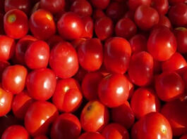 Tomato News