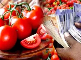 Tomato Price News