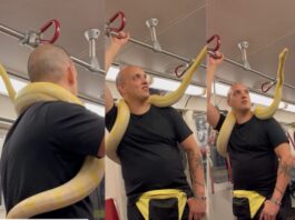 Toronto Viral Video