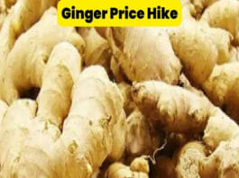 Vegetables Price Hike