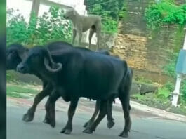 Viral Video