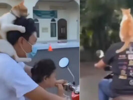 Viral Video
