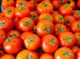 Tomato News