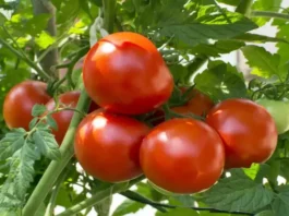 tomato-prices-on-fire