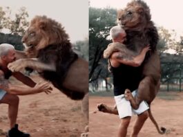 Animal Viral Video