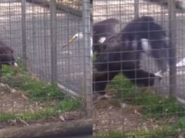Animal Viral Video