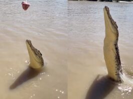 Animal Viral Video