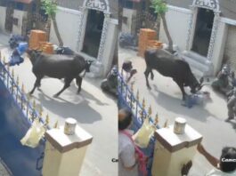 Animal Viral Video