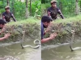 Animal Viral Video
