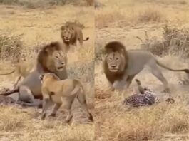 Animal Viral Video