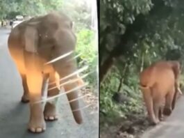 Animal Viral Video