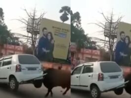 Animal Viral Video