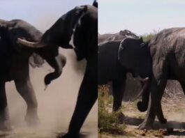Animal Viral video