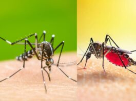 Dengue Variant DENV-2