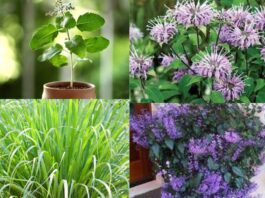 Mosquito Repellent Plants