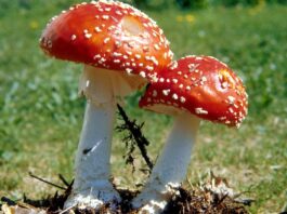 Mushroom