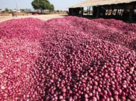 Onion Price Hike