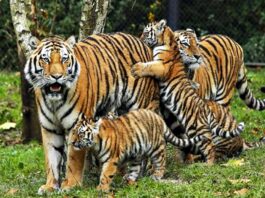 Palamau Tiger Reserve