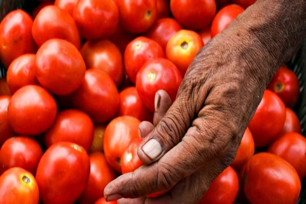 Patna Tomato Price
