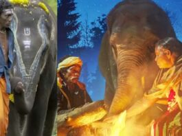 The Elephant Whisperers