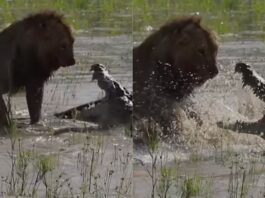 Viral Animal Video