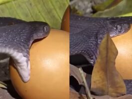 Viral Animal Video