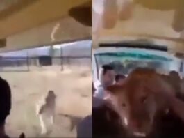 Viral Animal Video