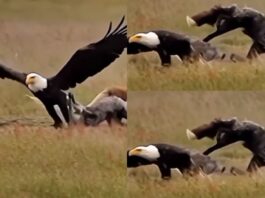Viral Animal Video