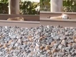 animal video