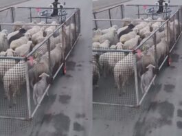 animal viral video